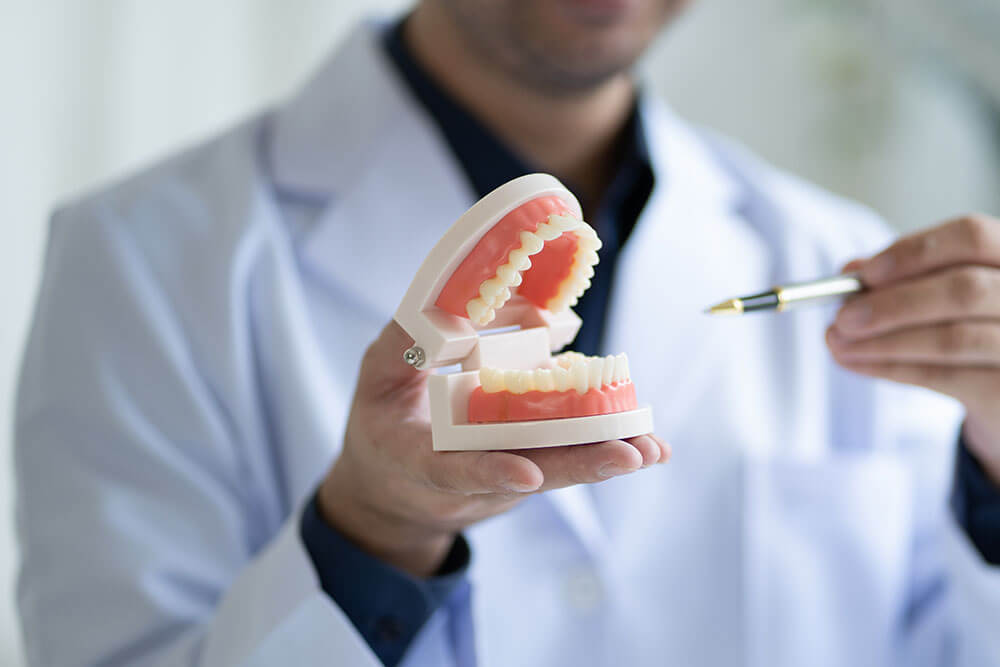 orthodontist holding teeth model